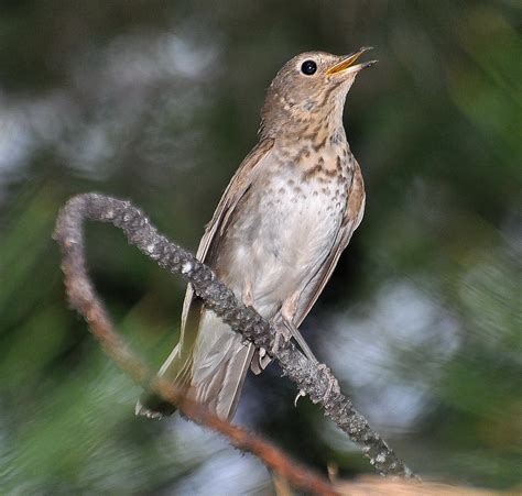 Bird Populations Are in Decline — What Does This Mean for Whatcom