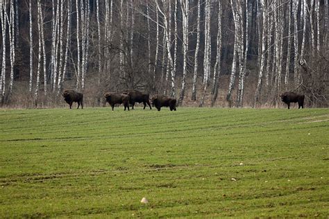 Wisent Bison Herd - Free photo on Pixabay