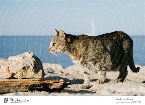 Tabby cat walking along stony seashore - a Royalty Free Stock Photo from Photocase