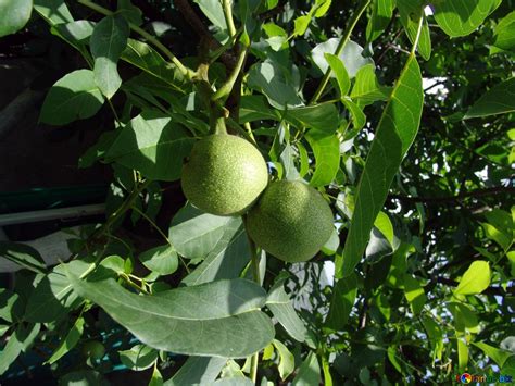 Alberi Di Noce Le Noci Su Un Ramo Pianta Commestibile