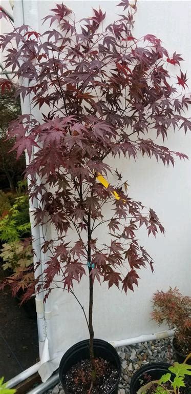 Fireglow Japanese Maple Maples N More Nursery