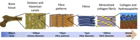 The Hierarchical Structure Of Bone Ranging From Microscale Skeleton To