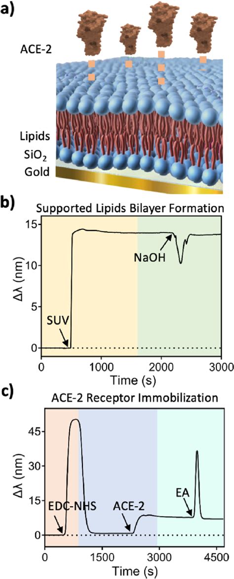 A Schematic Illustration Of The Ace Functional Supported Lipid