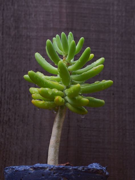 Sedum Corynephyllum 20 Seeds — Rareplant