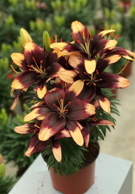 Lilium Asiatic Pot Lily Looks Tiny Epic From Growing Colors