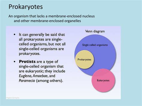 PPT - Prokaryotes PowerPoint Presentation, free download - ID:2367588