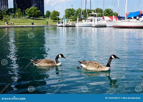 Two Wild Geese Swimming On The Lake Michigan Close Up Editorial