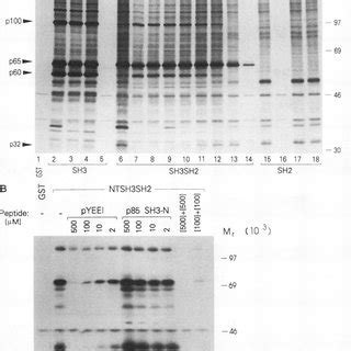 Ligand-dependent communication between SH3 and SH2 domains. (A) SH2 ...