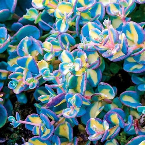 Variegated Creeping Blue Sedum