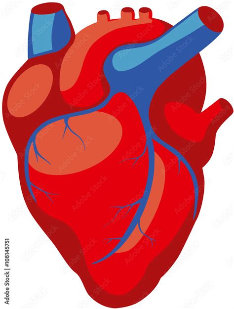 anatomy of the human heart in red color with blue veins Stock Vector ...