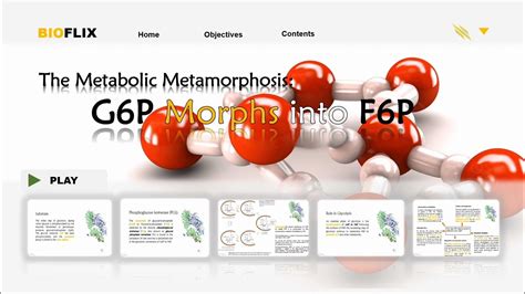 metabolic metamorphosis gp morphs  fp glycolysis step
