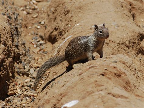 The Online Zoo - California Ground Squirrel