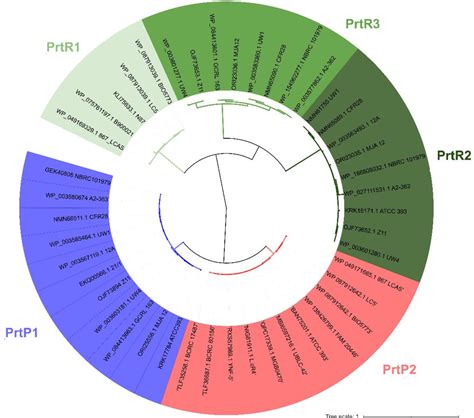 Figure 1 From Characterization Of Cell Envelope Proteinases From Two