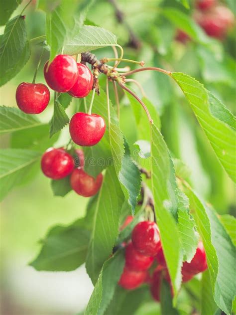 Two Cherries With Leaf Stock Photo Image Of Juicy Dessert 25160572