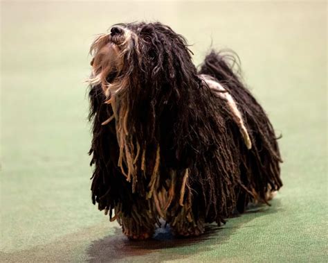 Dogs With Dreadlocks What Are Corded Dog Breeds