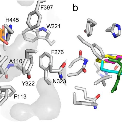 The Substrate Binding Site Of Est A The Surface Of The Substrate