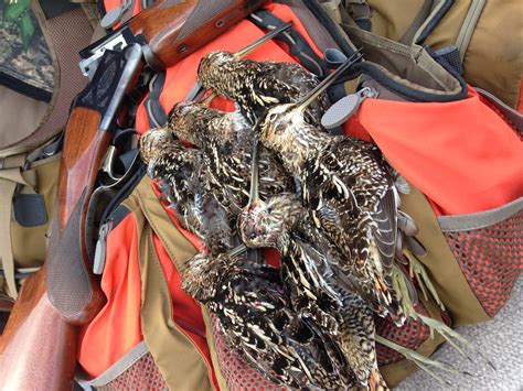 Florida Snipe Hunting Outfitters | Everglades Snipe Hunts — Everglades