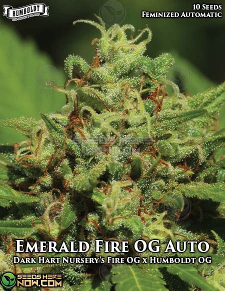 Humboldt Seed Company Emerald Fire OG Auto AUTOFEM 10pk Seeds