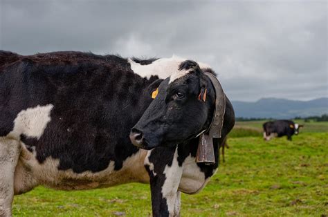 Cow With Cowbell