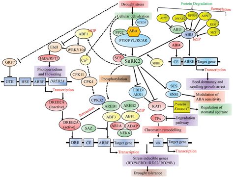 Frontiers Transcription Factors And Plants Response To Drought Stress Current Understanding