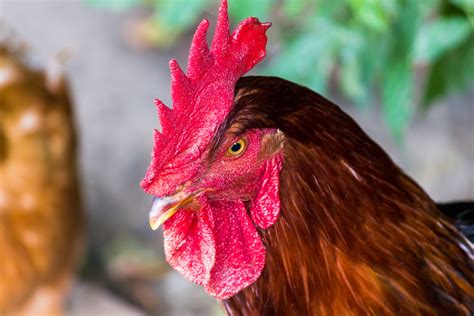 Mengapa Ayam Kub Lebih Disarankan Untuk Budidaya