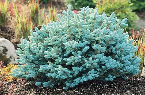 Dwarf Globe Blue Spruce Blochs Farm