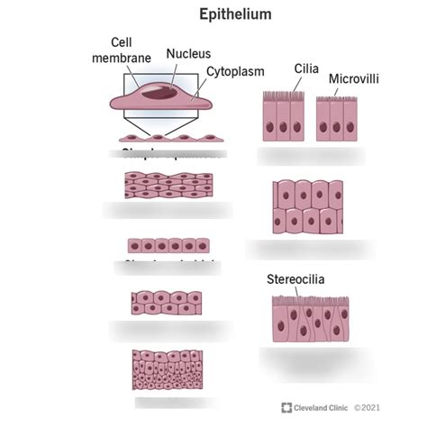 Patho Epithelial Cells Diagram Quizlet