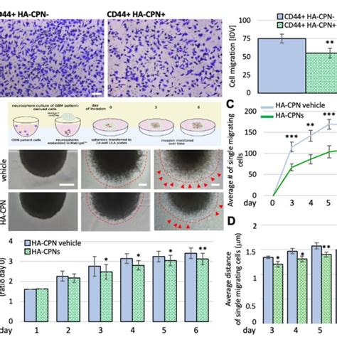 Treatment With Ha Cpns Regulates Migration And Invasion In Glioma A