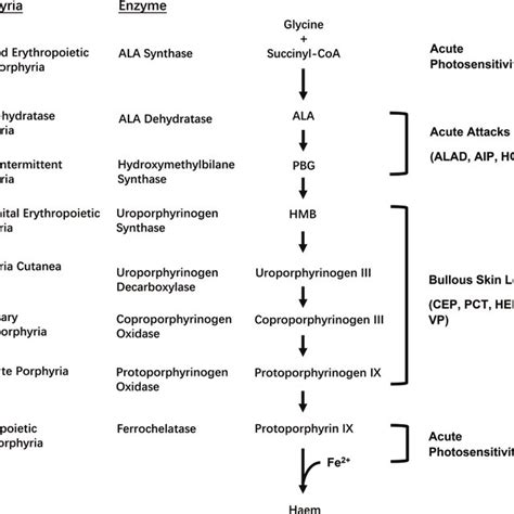 Heme Biosynthesis Pathway Adapted From Stein Et Al 2017