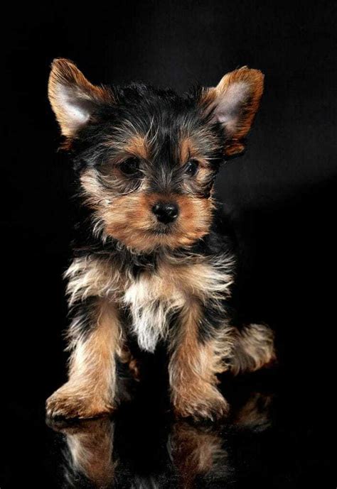 Teacup Yorkie Terrier