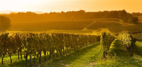 Private Saint Emilion Wine Tour Discover Bordeauxs Best