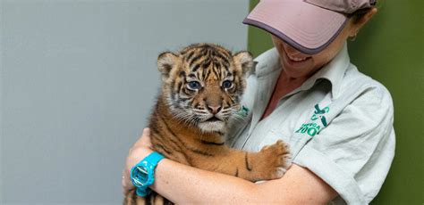 Bengal Tiger Cubs Images