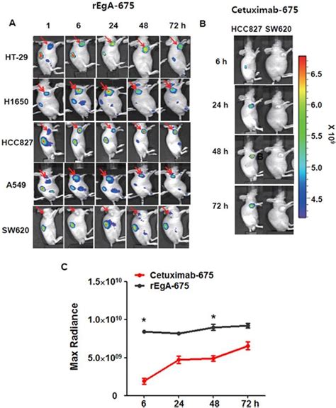 A High Affinity Repebody For Molecular Imaging Of Egfr Expressing