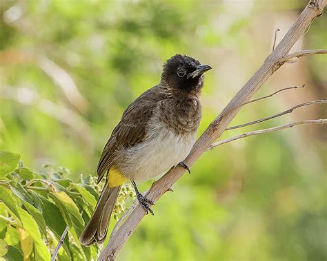 Common Bulbul Photograph By Morris Finkelstein Fine Art America