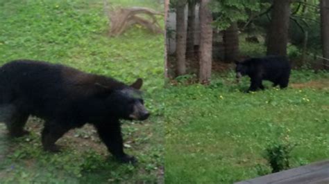 Bear Spotted In Barrie Backyard Ctv News