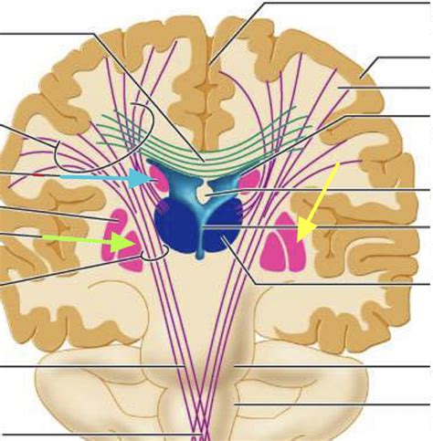 Basal nuclei Flashcards | Quizlet