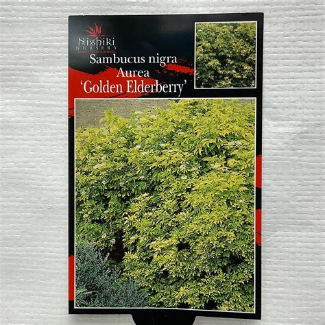 Golden Elderberry Sambucas Aurea 140mm Pot Formosa Gardens Nursery