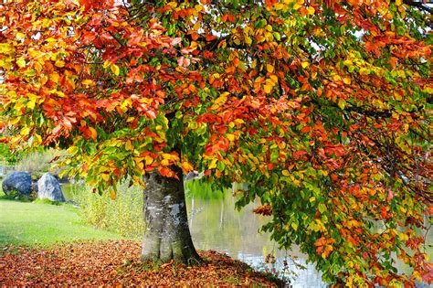 Beech Leaves Fall Free Photo On Pixabay Pixabay