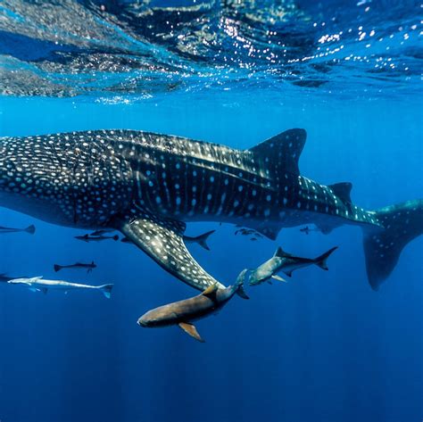 Meet The 10 Biggest Fish In The World Az Animals Atelier Yuwaciaojp