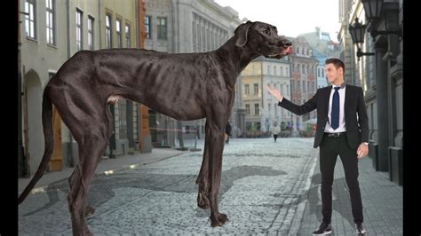 Worlds Tallest Dog 2016 Youtube