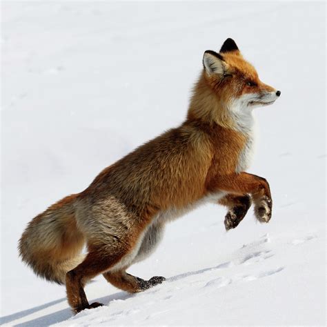 running fox  dmitrynd