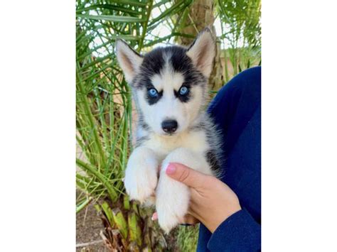 5 Husky Puppies Ready now Jacksonville - Puppies for Sale Near Me