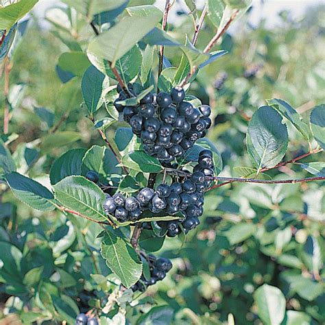 Autumn Magic Aronia Berry - Aronia Berry Plants - Stark Bro's