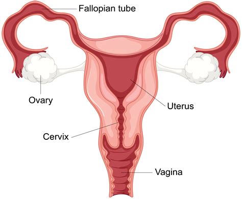 Female Reproductive System Structure Function