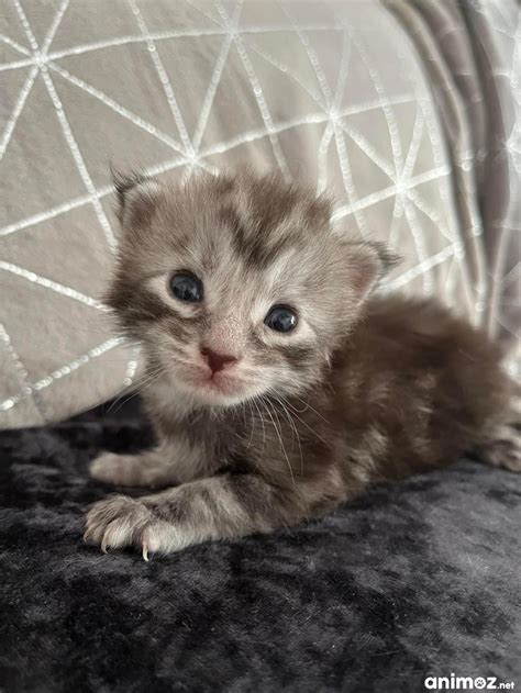 Adorable Chaton Maine Coon M Le Black Silver Blotched Tabby Gard