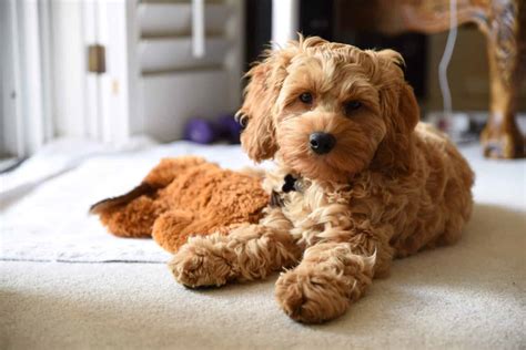 Cockapoo Lifespan: How Long Do Cockapoos Live? - A-Z Animals