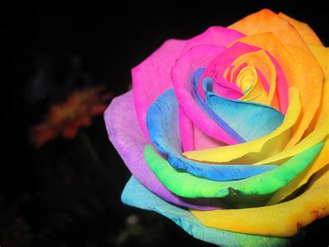 .: Rosas Arcoiris