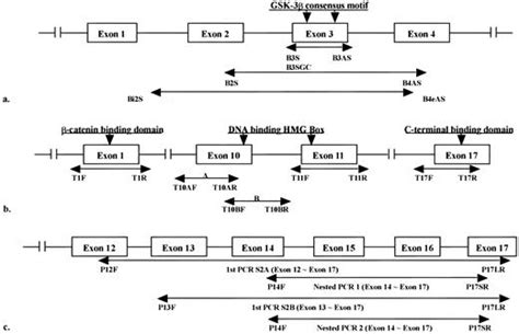 The Human T Cell Factor 4 Gene Splicing Isoforms Wnt Signal Pathway