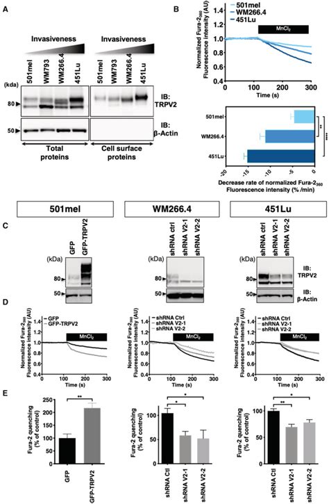 Melanoma Cell Lines Wm266 4 ATCC Bioz