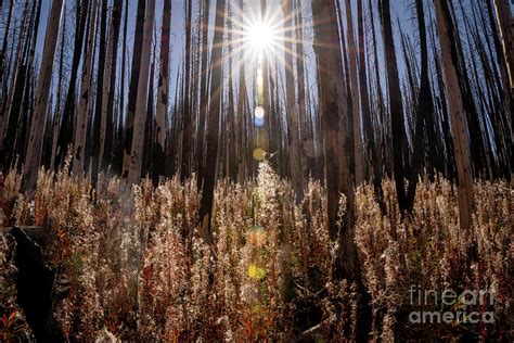 Higher Power Photograph By Kelly Sedgwick Fine Art America